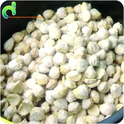 Candlenut / Candle Berry