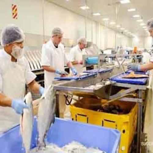 PT. Seafood Iramura - Manufacturer and supplier of high quality seafood products.