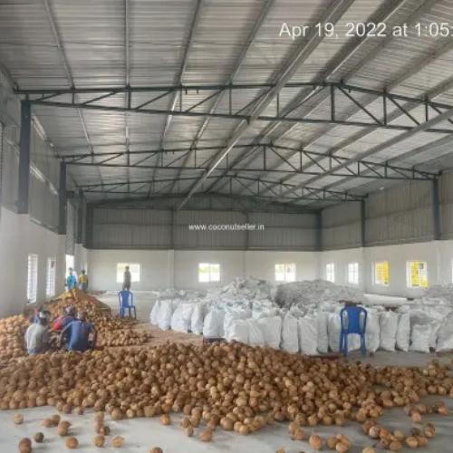 Indonesian Coconut Potential Green Gold for the Global Market