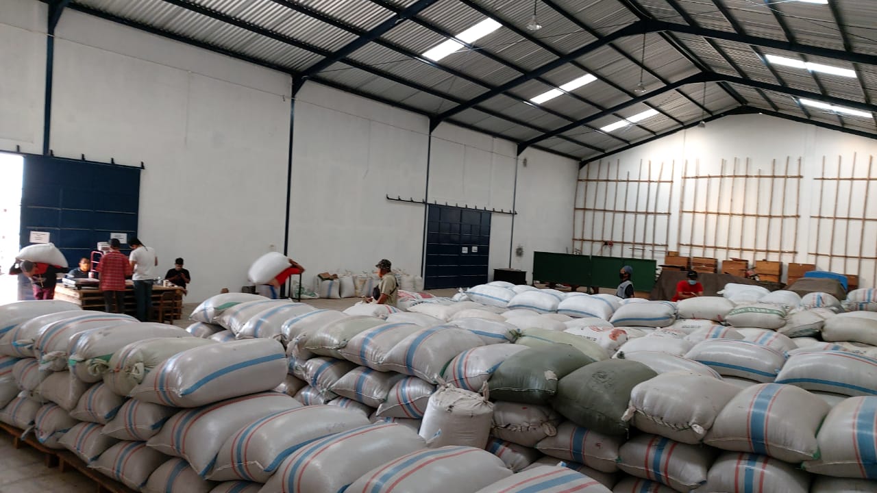High Quality Robusta Coffee Green Beans Indonesia Origin Washed Process 