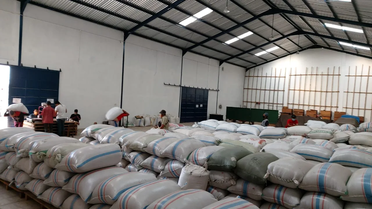 High Quality Robusta Coffee Green Beans Indonesia Origin Washed Process 