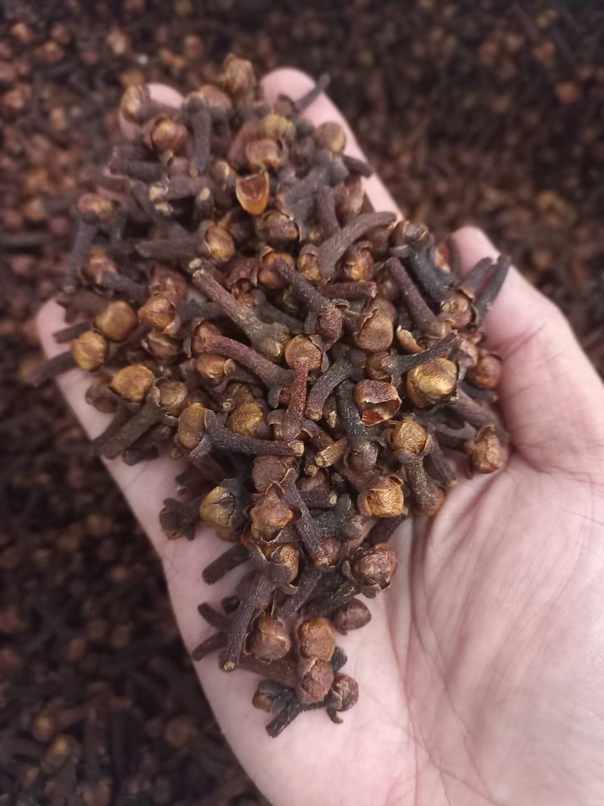 Indonesian Dried Cloves / Syzygium aromaticum