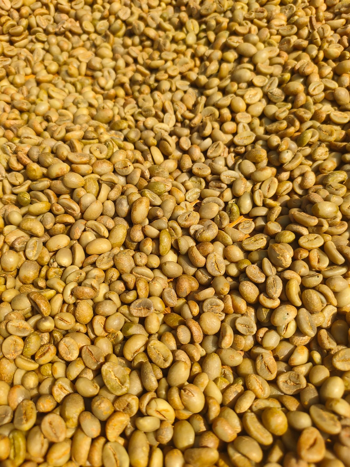 Green beans Robusta wholesale
