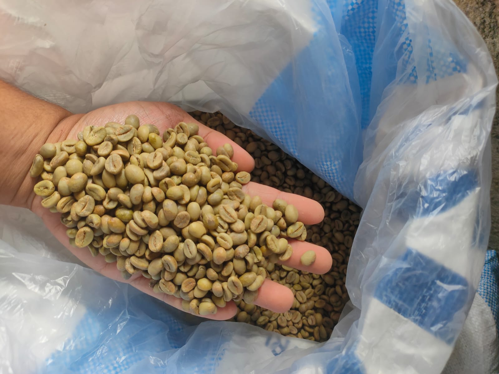 Green beans Robusta wholesale