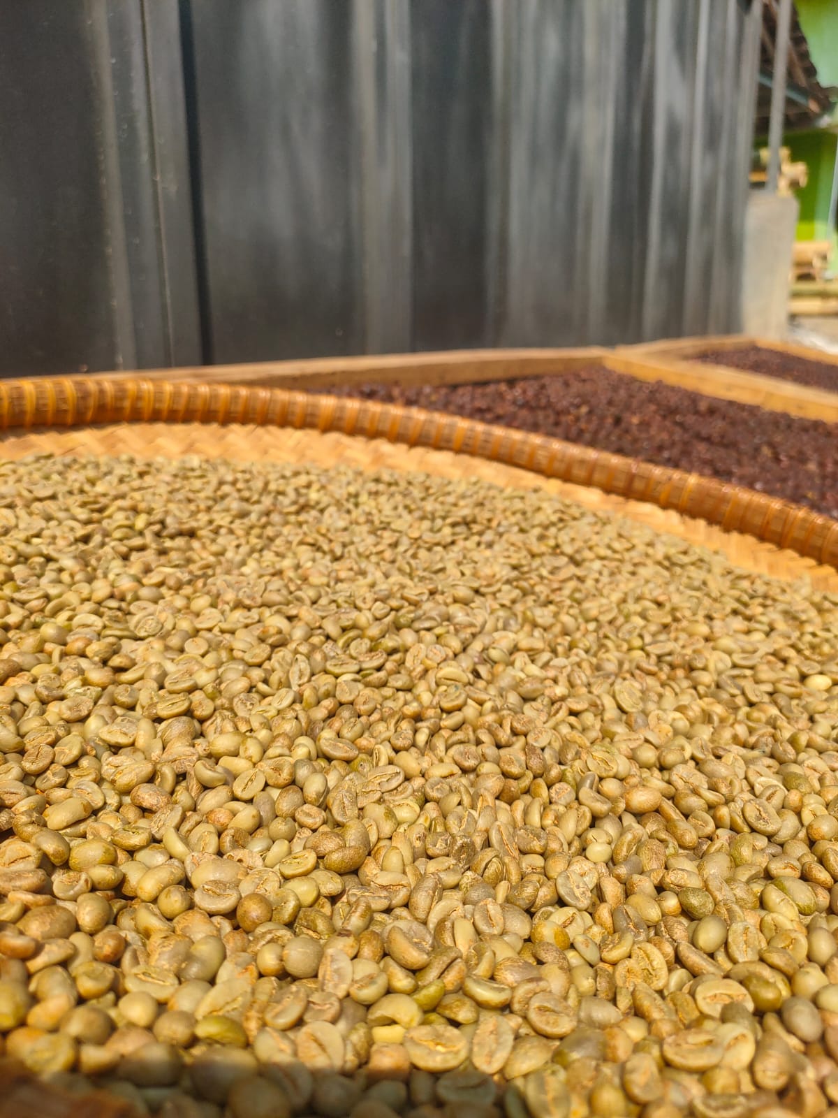 Green beans Robusta wholesale