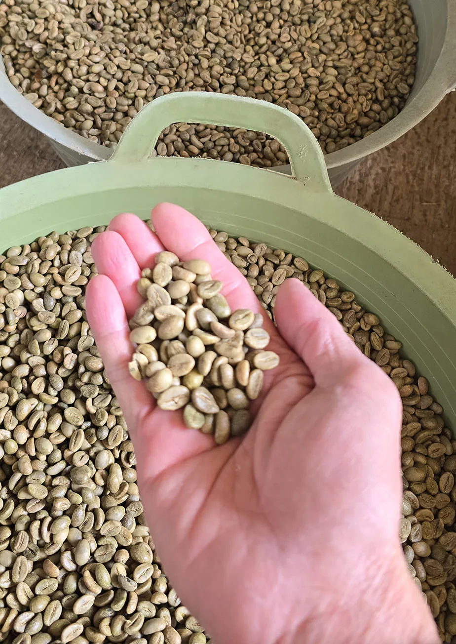Robusta Green Bean Coffee