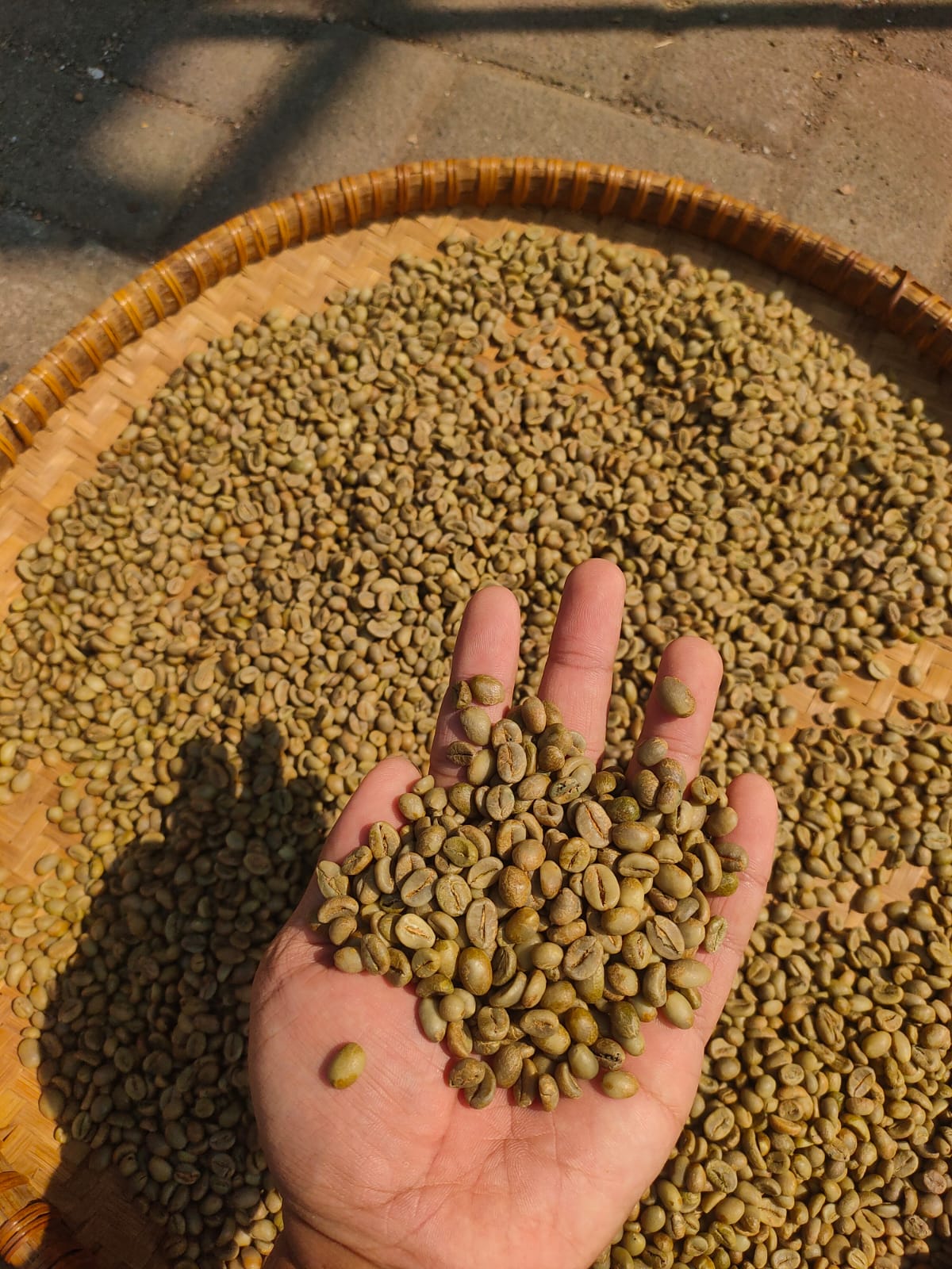 Green beans Robusta wholesale