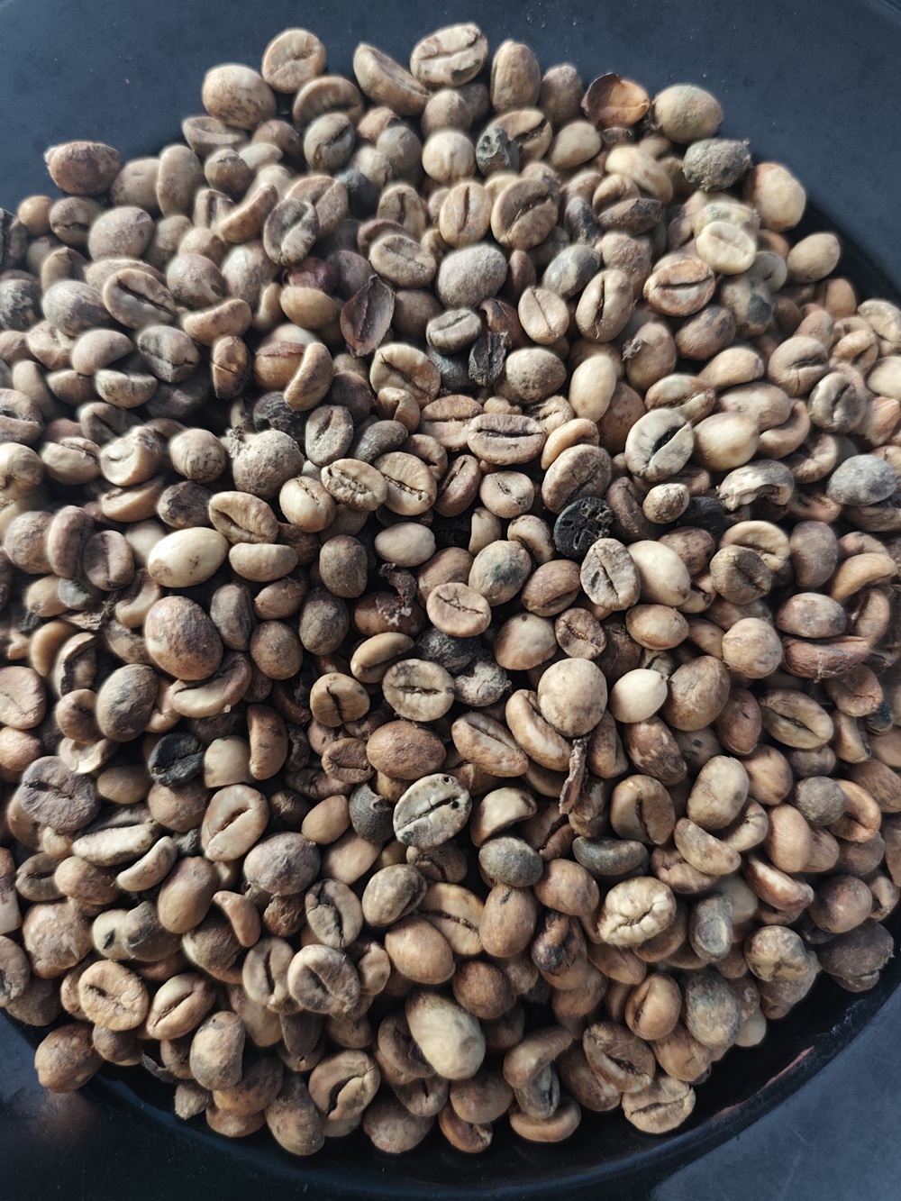 Raw Robusta coffee bean from Lampung, Indonesia