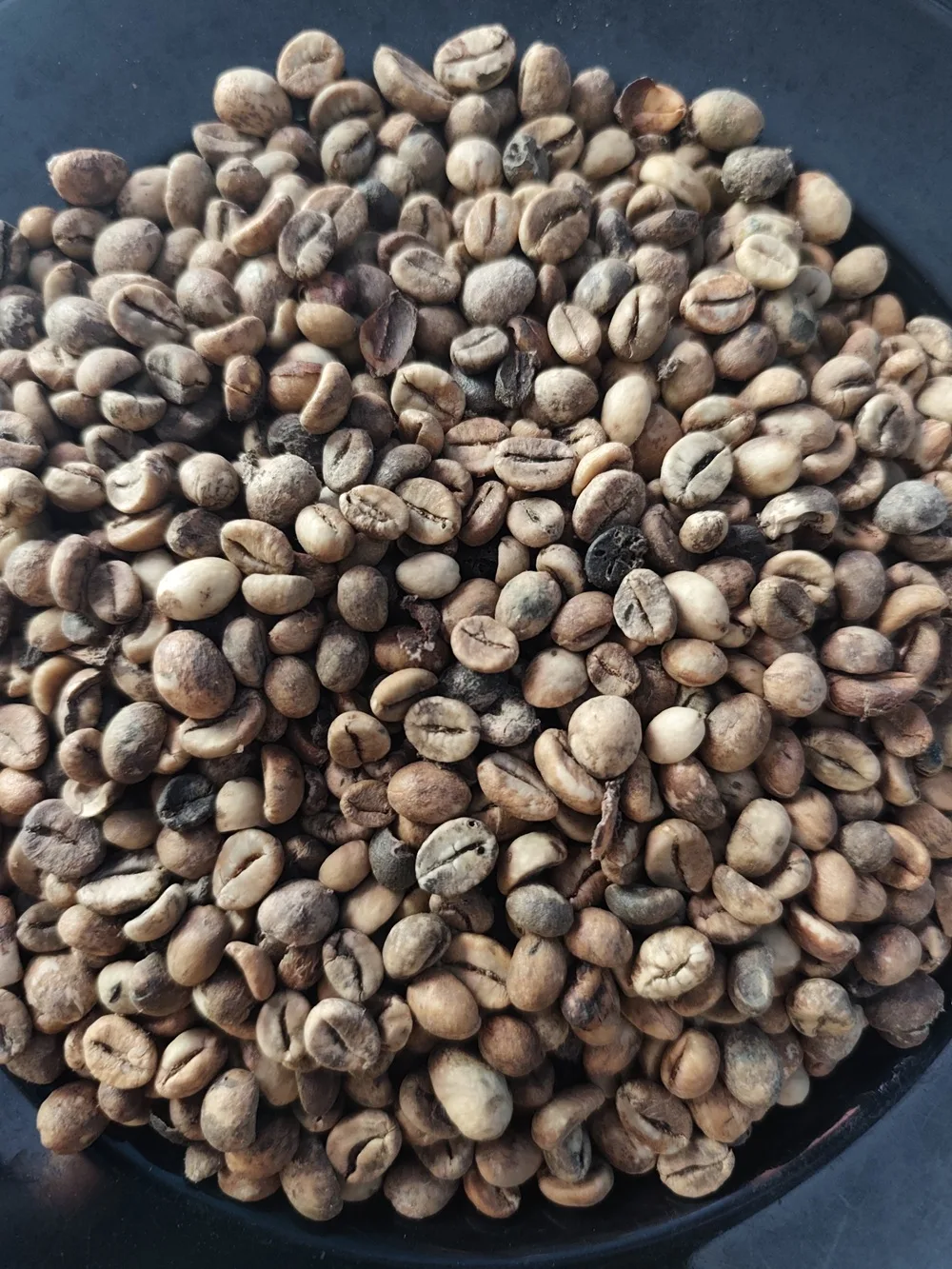 Raw Robusta coffee bean from Lampung, Indonesia