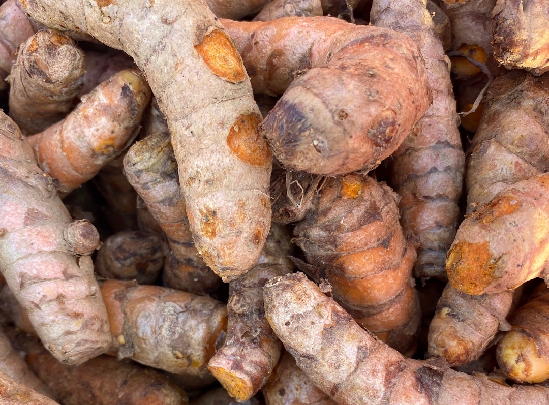 Fresh Galangal Rhizome (Greater Galangal)
