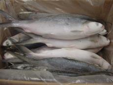 Fresh or Frozen milkfish for Consumption